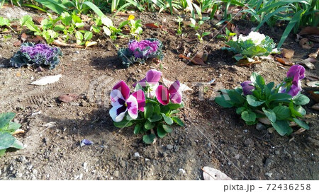 こじま花の会花畑の白色と紫色のビオラとハボタンの写真素材