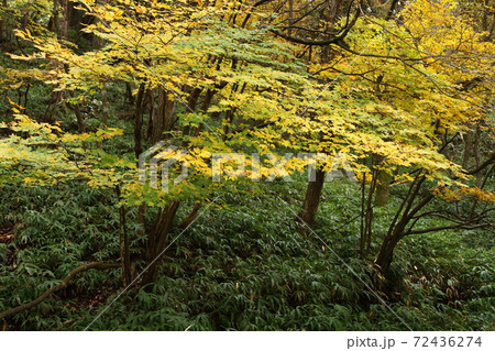 青山高原の紅葉 72436274