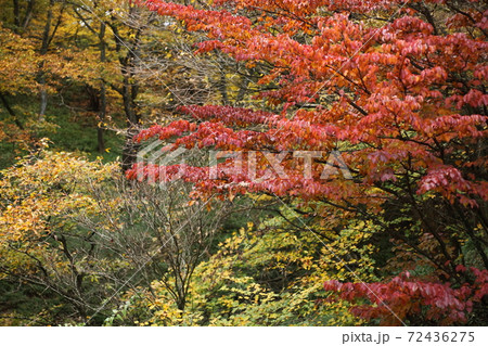 青山高原の紅葉 72436275
