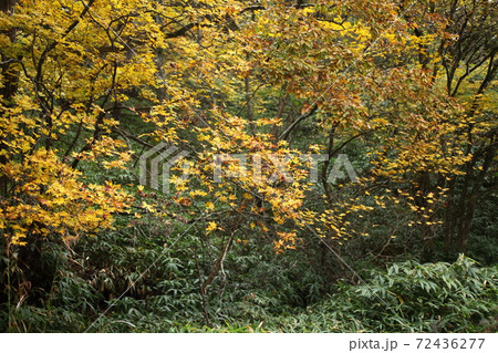 青山高原の紅葉 青山高原の紅葉 72436277