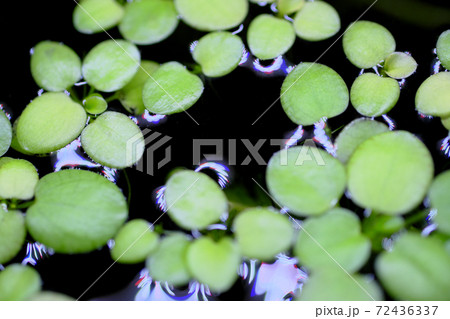 水の空間を開けたアマゾンフロッグピットの写真素材