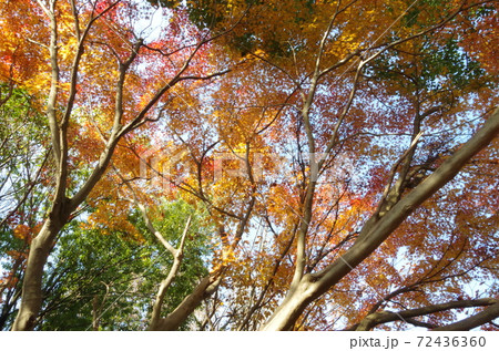 紅葉 72436360