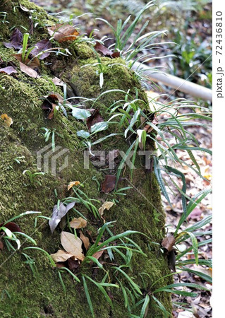 山野草で珍重される ノキシノブ の写真素材