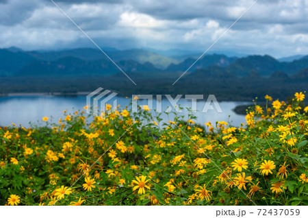 sunflower field sunflower field 72437059