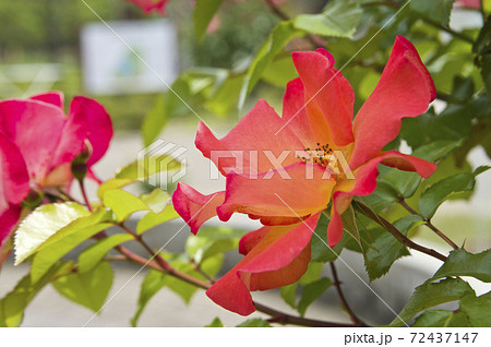 薔薇園に赤と黄色の薔薇の花が咲いています このバラの名前はプレイボーイです の写真素材