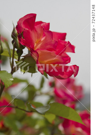 薔薇園に赤と黄色の薔薇の花が咲いています。このバラの名前はプレイボーイです。 72437148