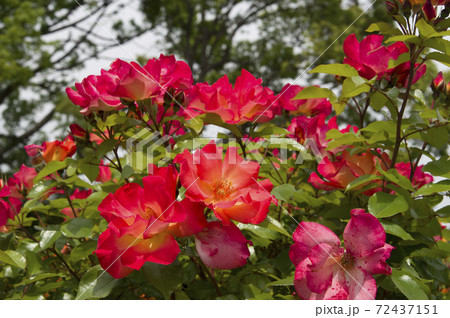 薔薇園に赤と黄色の薔薇の花が咲いています。このバラの名前はプレイボーイです。 薔薇園に赤と黄色の薔薇の花が咲いています。このバラの名前はプレイボーイです。 72437151