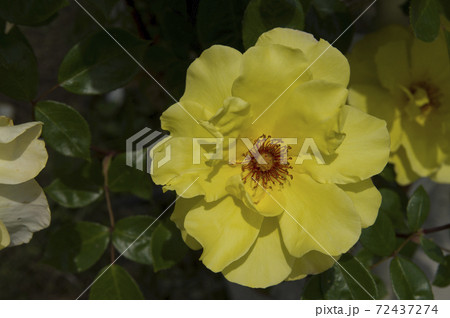 薔薇園に赤と黄色の薔薇の花が咲いています。このバラの名前はプレイボーイです。 72437274