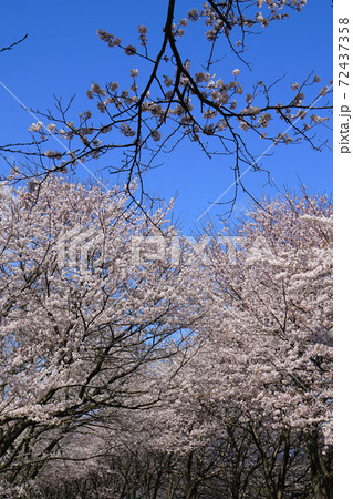桜　高時川　滋賀県 72437358