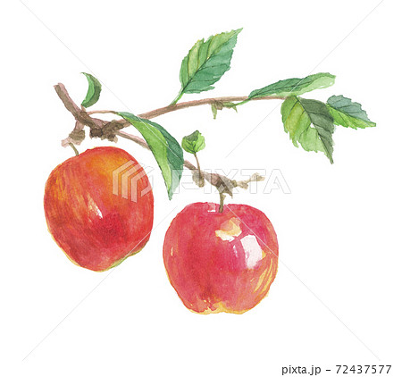 枝付き林檎 サンフジのイラスト素材