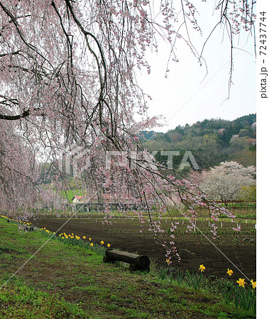 桜　夜久野　京都府　 72437744