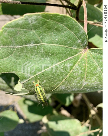 緑の葉の上にいる青虫 毛虫 The Caterpillars Are On The Leavesの写真素材