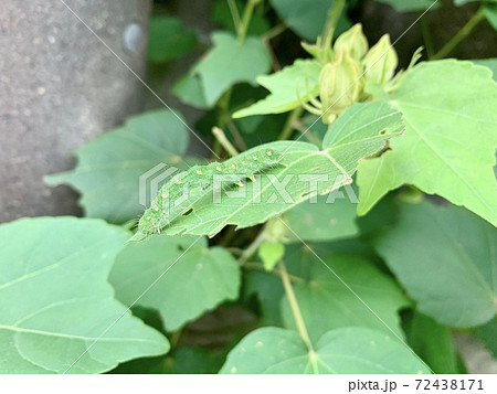 緑の葉の上にいる青虫(毛虫)/The caterpillars are on the leaves 緑の葉の上にいる青虫(毛虫)/The caterpillars are on the leaves 72438171