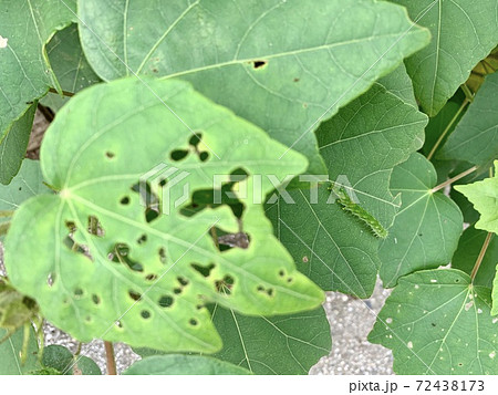 緑の葉の上にいる青虫(毛虫)/The caterpillars are on the leaves 緑の葉の上にいる青虫(毛虫)/The caterpillars are on the leaves 72438173