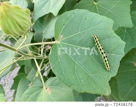 緑の葉の上にいる青虫 毛虫 The Caterpillars Are On The Leavesの写真素材