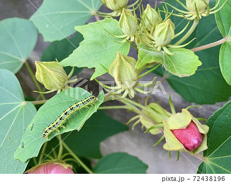 緑の葉の上にいる青虫(毛虫)/The caterpillars are on the leaves 72438196