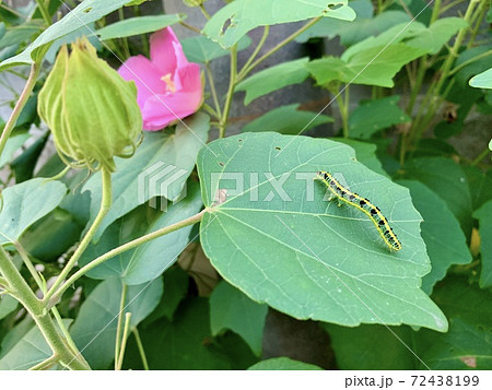 緑の葉の上にいる青虫(毛虫)/The caterpillars are on the leaves 緑の葉の上にいる青虫(毛虫)/The caterpillars are on the leaves 72438199