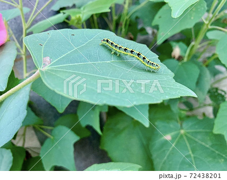 緑の葉の上にいる青虫 毛虫 The Caterpillars Are On The Leavesの写真素材