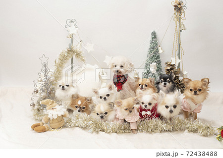 クリスマスイメージ　犬の集合写真　 72438488
