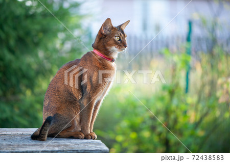 Portrait of a very beautiful Abyssinian cat in nature. Space for text 72438583
