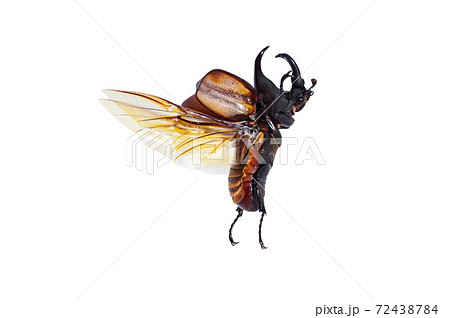 Rhinoceros beetle 72438784