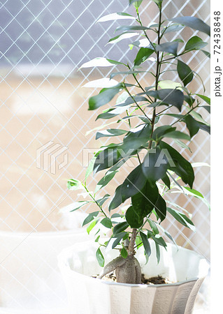 窓辺のガジュマルの木の鉢植え 72438848