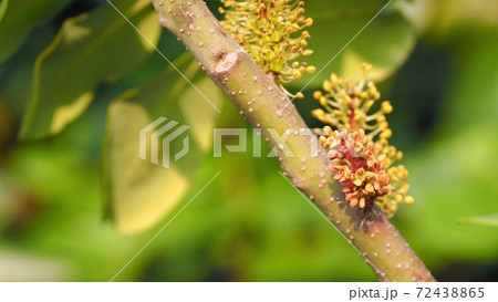 イナゴマメの花 72438865