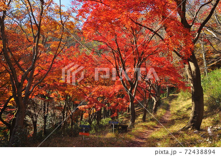 神奈川県厚木市　飯山白山森林公園もみじスポット　もみじの森の紅葉 72438894