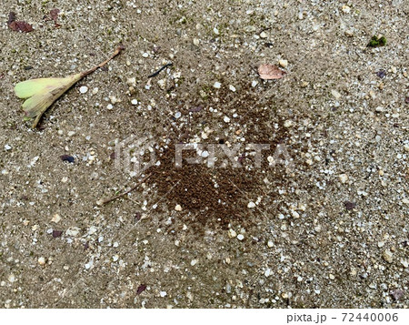 地面にあるアリの巣穴/The nest of ant is on the ground 72440006