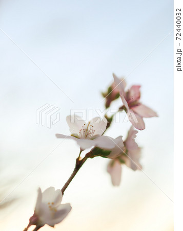 小田原の四季桜 小田原の四季桜 72440032