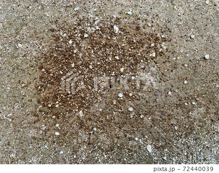 地面にあるアリの巣穴/The nest of ant is on the ground 72440039