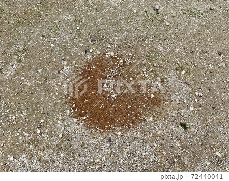 地面にあるアリの巣穴/The nest of ant is on the ground 72440041