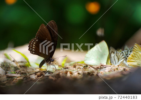 Black butterfly 72440183