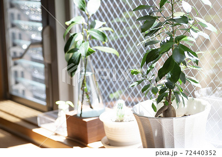 窓辺のガジュマルの木と観葉植物 72440352