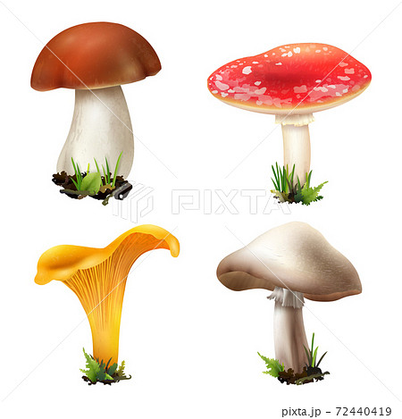 Realistic Forest Mushrooms Collection Realistic Forest Mushrooms Collection 72440419