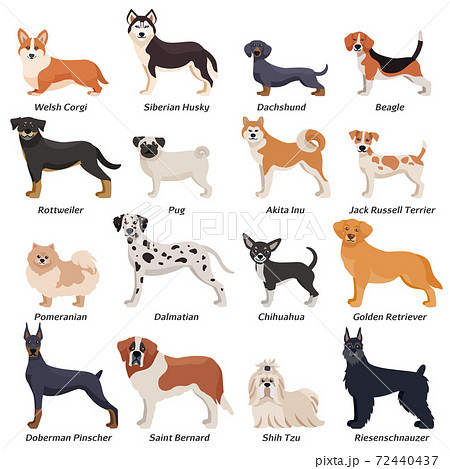 Colored Purebred Dogs Icon Set 72440437
