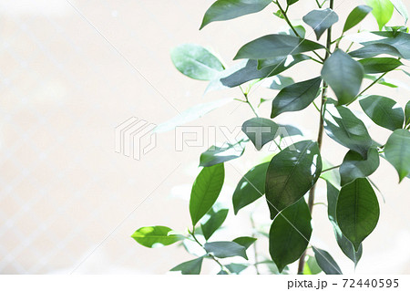 陽に当たるガジュマルの木の葉 72440595
