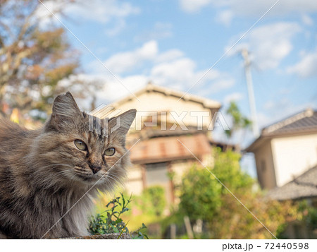 毛がふさふさのきじとらの野良猫 毛がふさふさのきじとらの野良猫 72440598