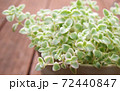 小さな葉のかわいい多肉植物 72440847
