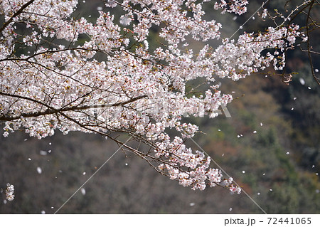 桜が風に吹かれて花びらを散らしているの写真素材 桜が風に吹かれて花びらを散らしているの写真素材