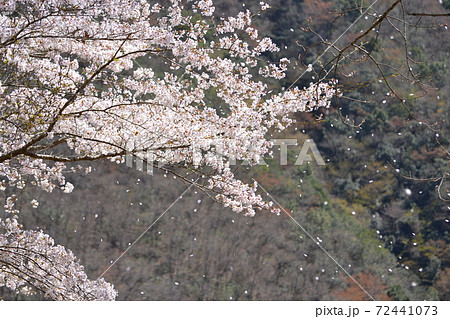 桜が風に吹かれて花びらを散らしているの写真素材 桜が風に吹かれて花びらを散らしているの写真素材