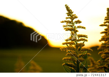 秋の植物 秋の植物 72441317