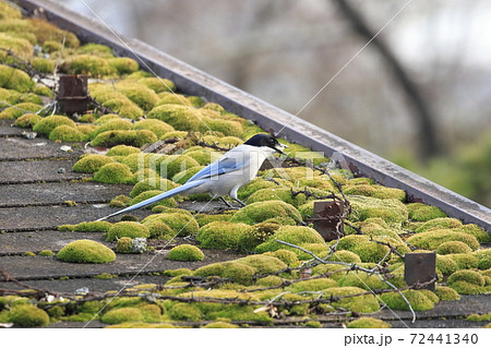 屋根の上のオナガ　　 72441340