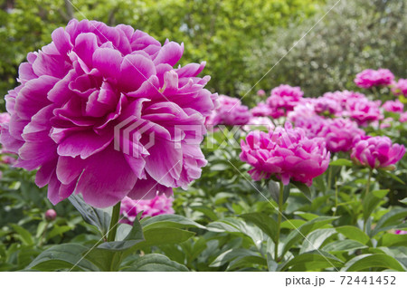 芍薬園にピンク色のシャクヤクが咲いています。このシャクヤクの名前はサラ・ベルナールです。 芍薬園にピンク色のシャクヤクが咲いています。このシャクヤクの名前はサラ・ベルナールです。 72441452