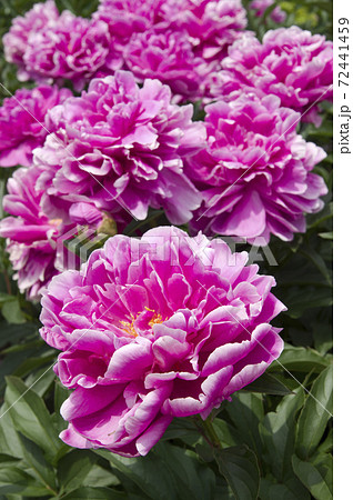 芍薬園にピンク色のシャクヤクが咲いています。このシャクヤクの名前はサラ・ベルナールです。 芍薬園にピンク色のシャクヤクが咲いています。このシャクヤクの名前はサラ・ベルナールです。 72441459