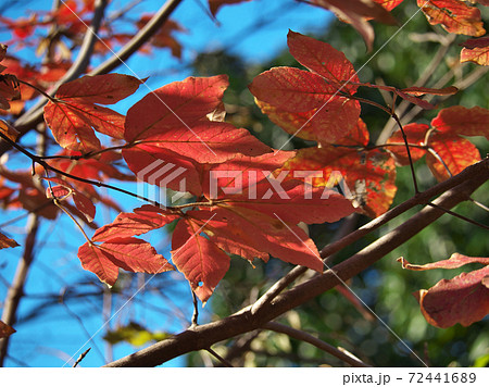 メグスリノキの鮮やかな紅葉 72441689