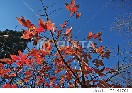 メグスリノキの鮮やかな紅葉 72441701