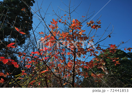 メグスリノキの鮮やかな紅葉 メグスリノキの鮮やかな紅葉 72441853