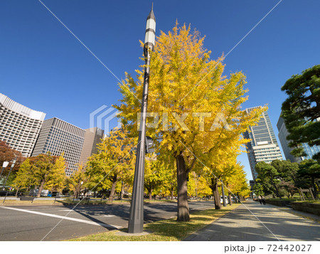 東京都　丸の内オフィスビル街とイチョウ並木 72442027