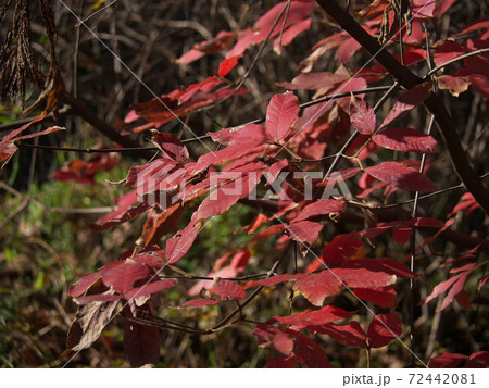 メグスリノキの鮮やかな紅葉 メグスリノキの鮮やかな紅葉 72442081